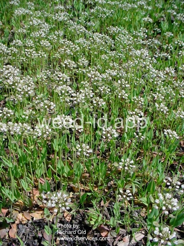 pennycress, thoroughwort